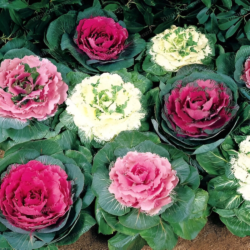 Colorful Collard Vegetable Seeds