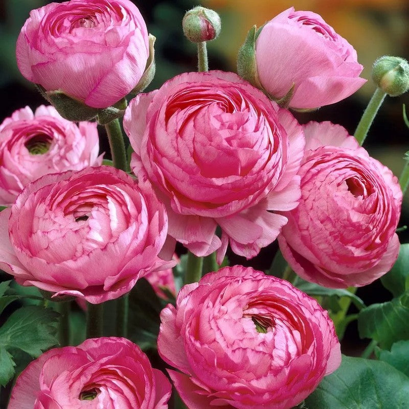 Ranunculus Flower Bulbs For Garden And Landscaping