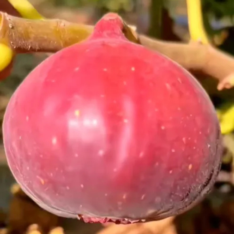 Giant Fig Tree Seeds For Garden
