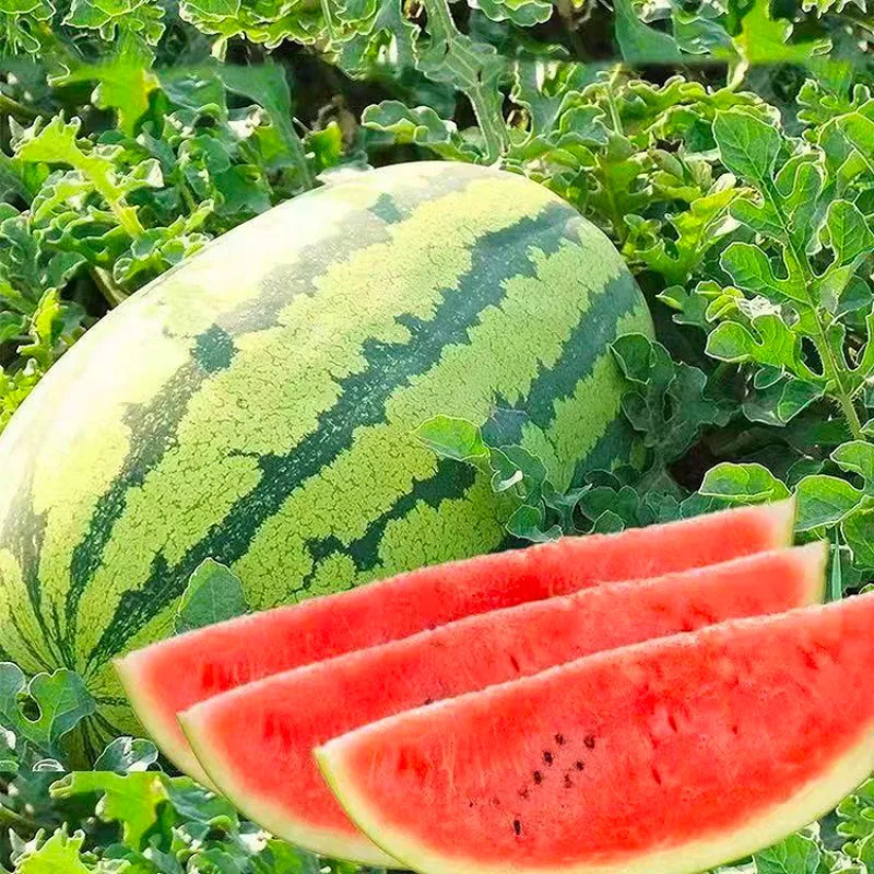 Striped Oval Watermelon Seeds