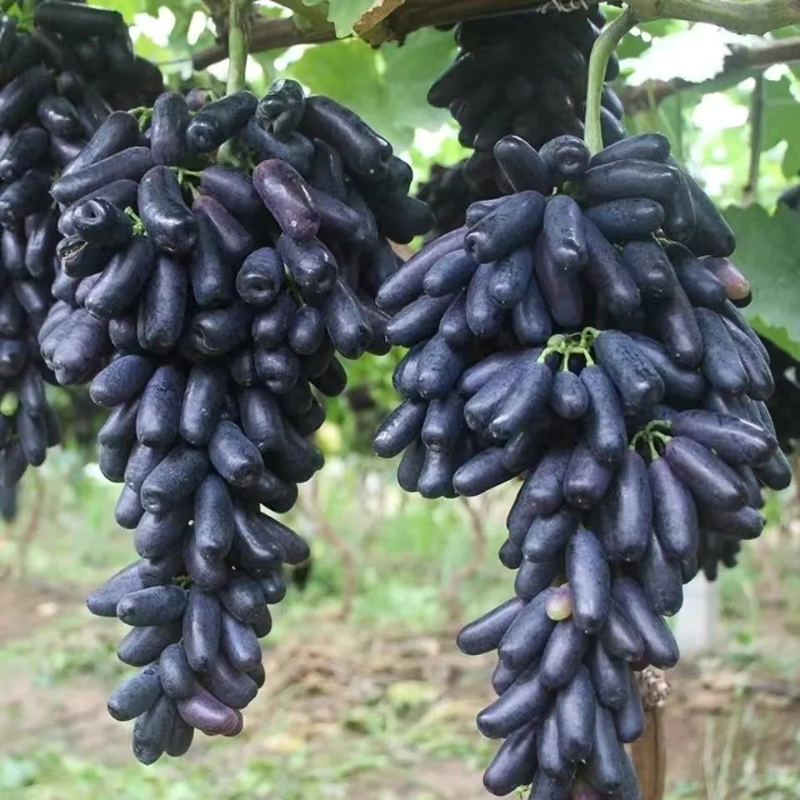 Seasonal Grape Plant Seeds For Gardening