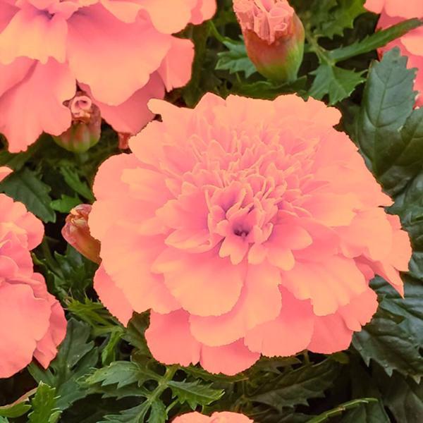 Pink French Marigold Seeds