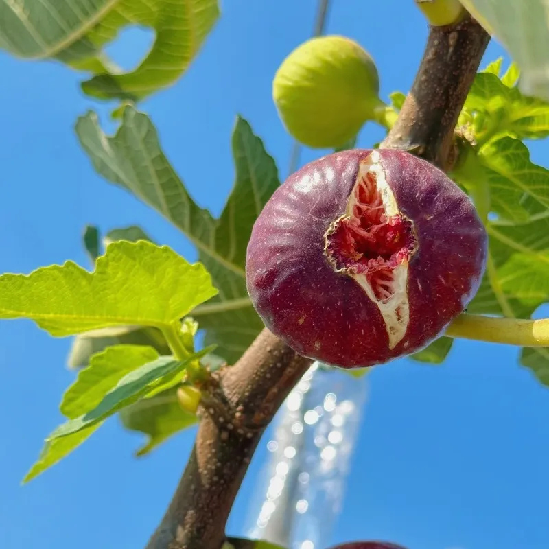 Giant Fig Tree Seeds For Garden