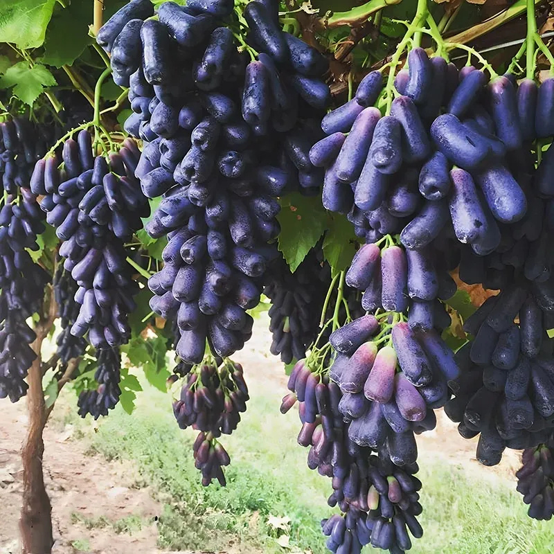 Seasonal Grape Plant Seeds For Gardening