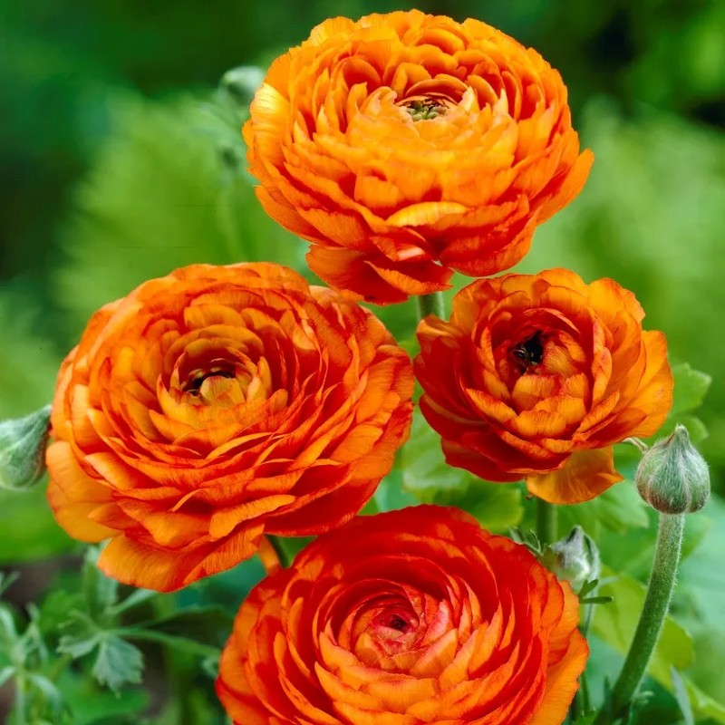 Ranunculus Flower Bulbs For Garden And Landscaping