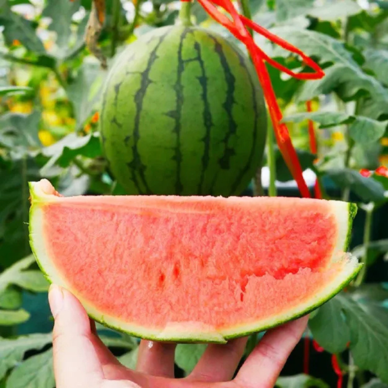 Striped Oval Watermelon Seeds