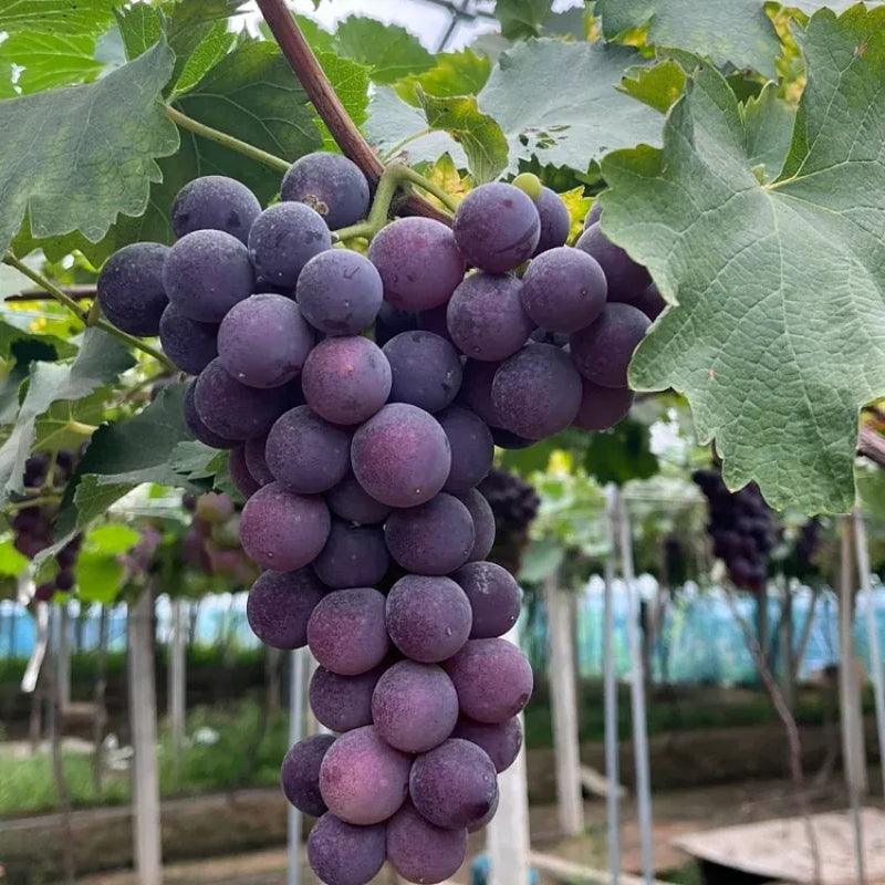 Climbing Grape Plant Seeds – Non-GMO And Homegrown Grapes