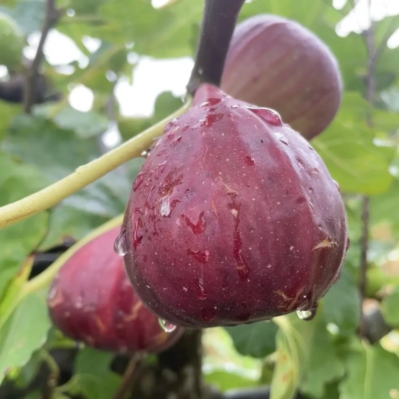 Giant Fig Tree Seeds For Garden