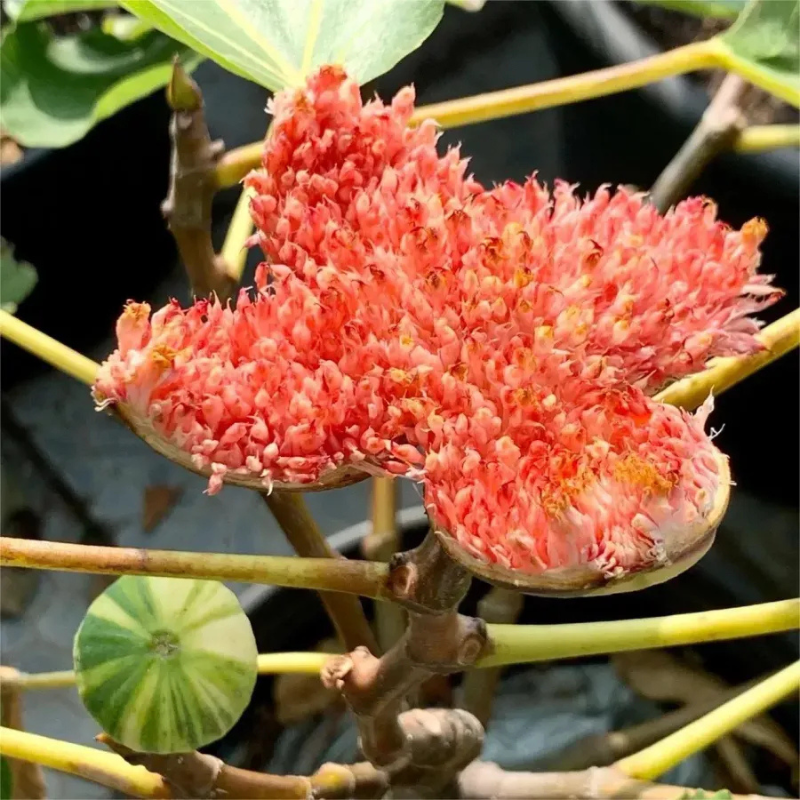 Giant Fig Tree Seeds For Garden