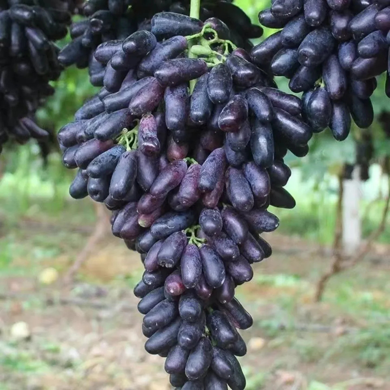 Seasonal Grape Plant Seeds For Gardening