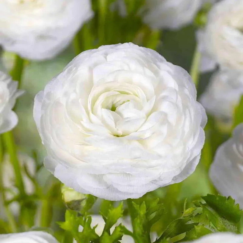 Ranunculus Flower Bulbs For Garden And Landscaping