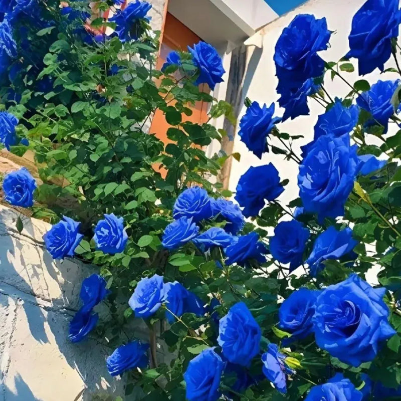 Rose Seeds For Garden Landscaping