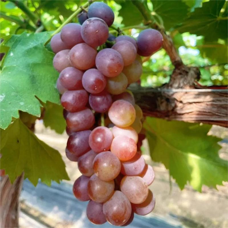 Climbing Grape Plant Seeds – Non-GMO And Homegrown Grapes
