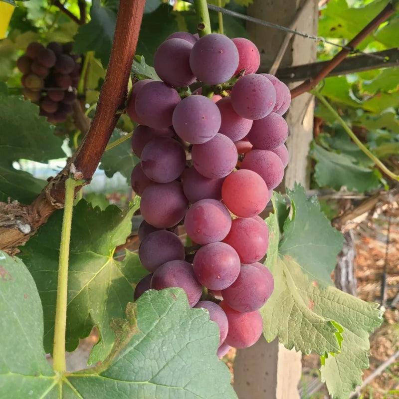 Climbing Grape Plant Seeds – Non-GMO And Homegrown Grapes