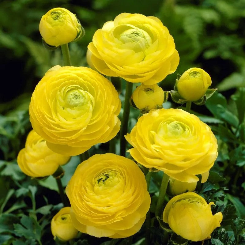Ranunculus Flower Bulbs For Garden And Landscaping