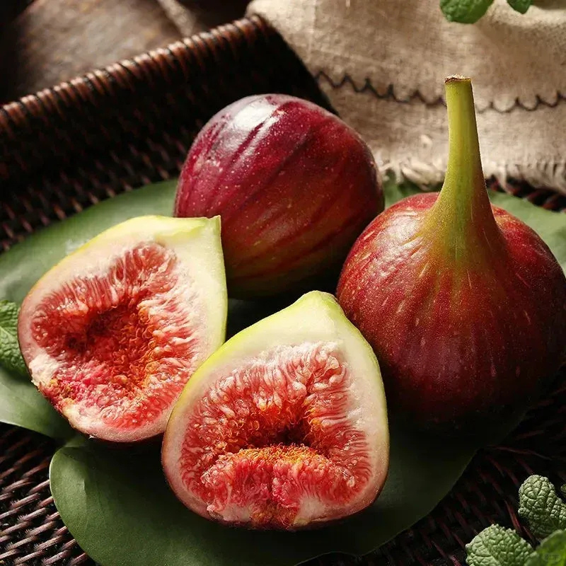 Giant Fig Tree Seeds For Garden