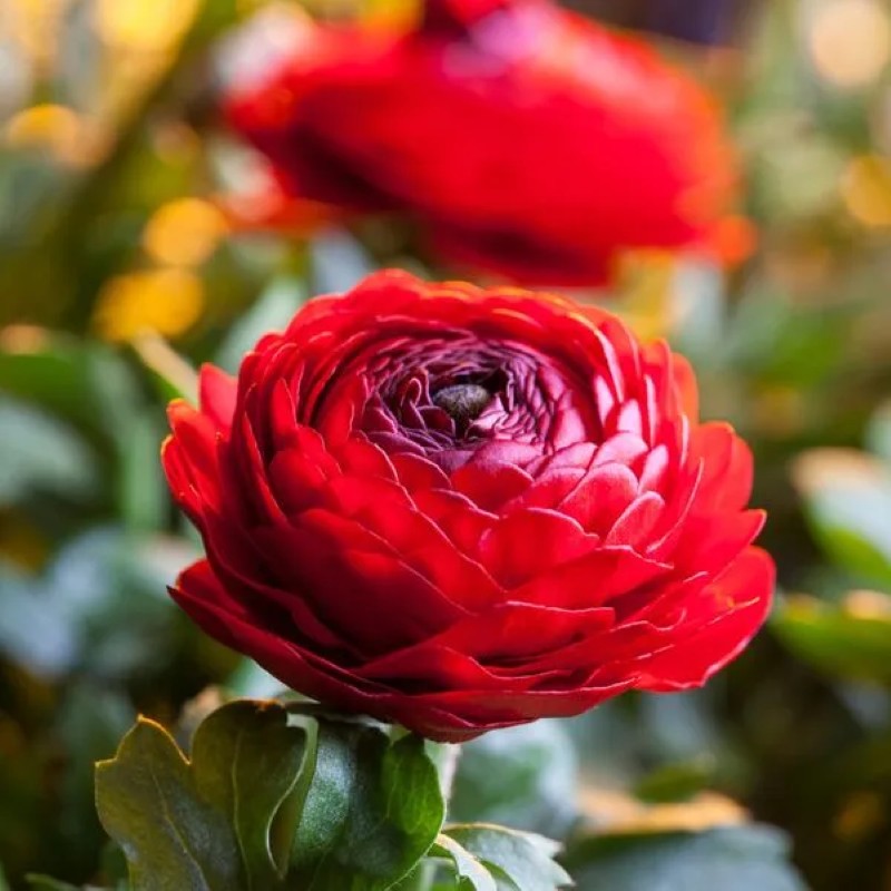 Ranunculus Flower Bulbs For Garden And Landscaping