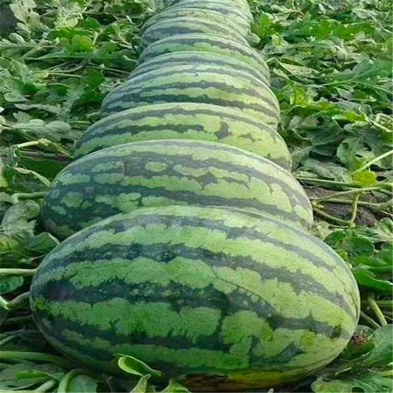 Striped Oval Watermelon Seeds