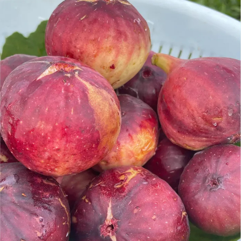 Giant Fig Tree Seeds For Garden