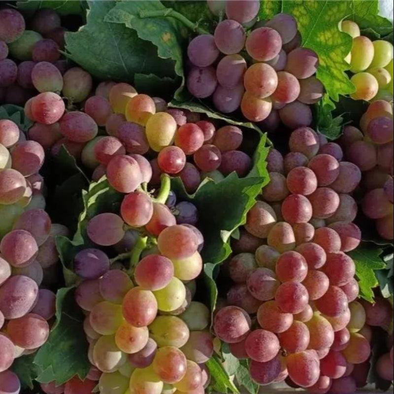 Climbing Grape Plant Seeds – Non-GMO And Homegrown Grapes