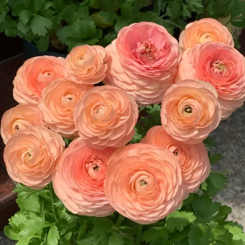 Ranunculus Flower Bulbs For Garden And Landscaping