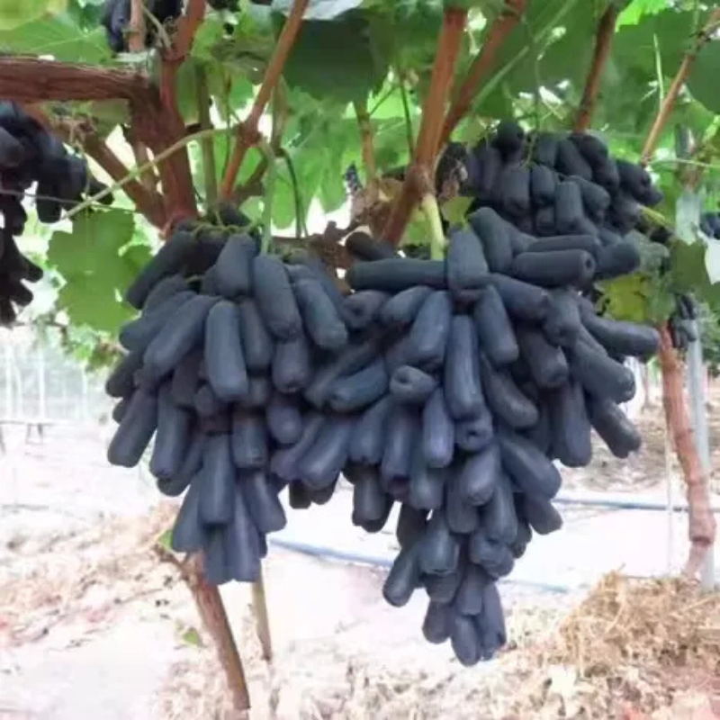 Seasonal Grape Plant Seeds For Gardening