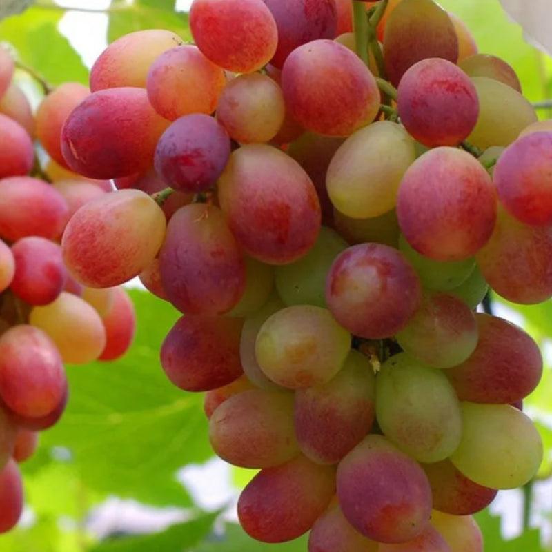 Climbing Grape Plant Seeds – Non-GMO And Homegrown Grapes