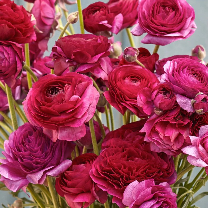 Ranunculus Flower Bulbs For Garden And Landscaping