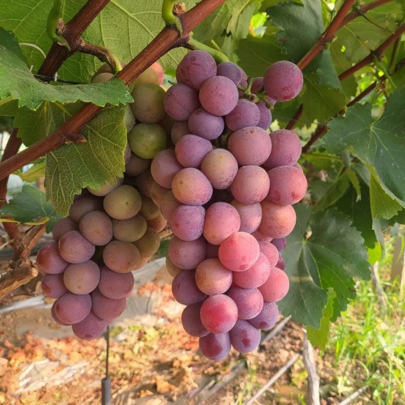 Climbing Grape Plant Seeds – Non-GMO And Homegrown Grapes