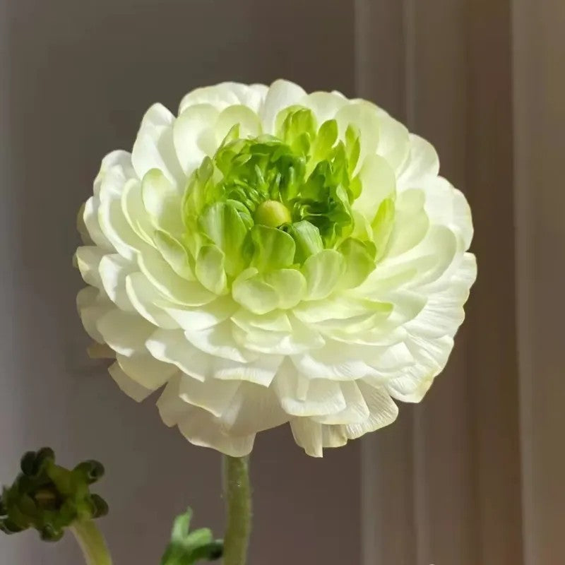 Ranunculus Flower Bulbs For Garden And Landscaping