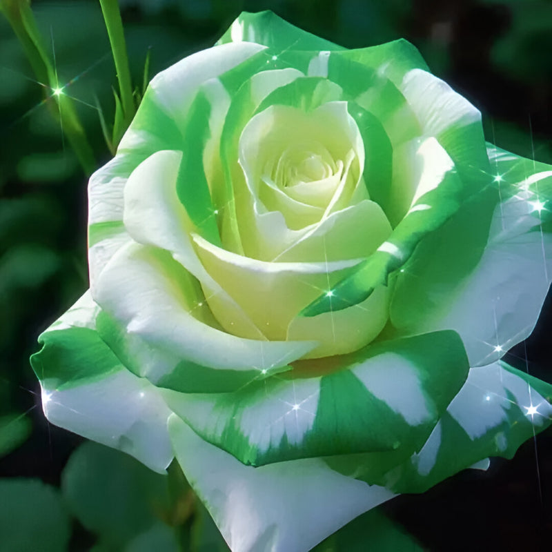 Rose Seeds For Garden Landscaping