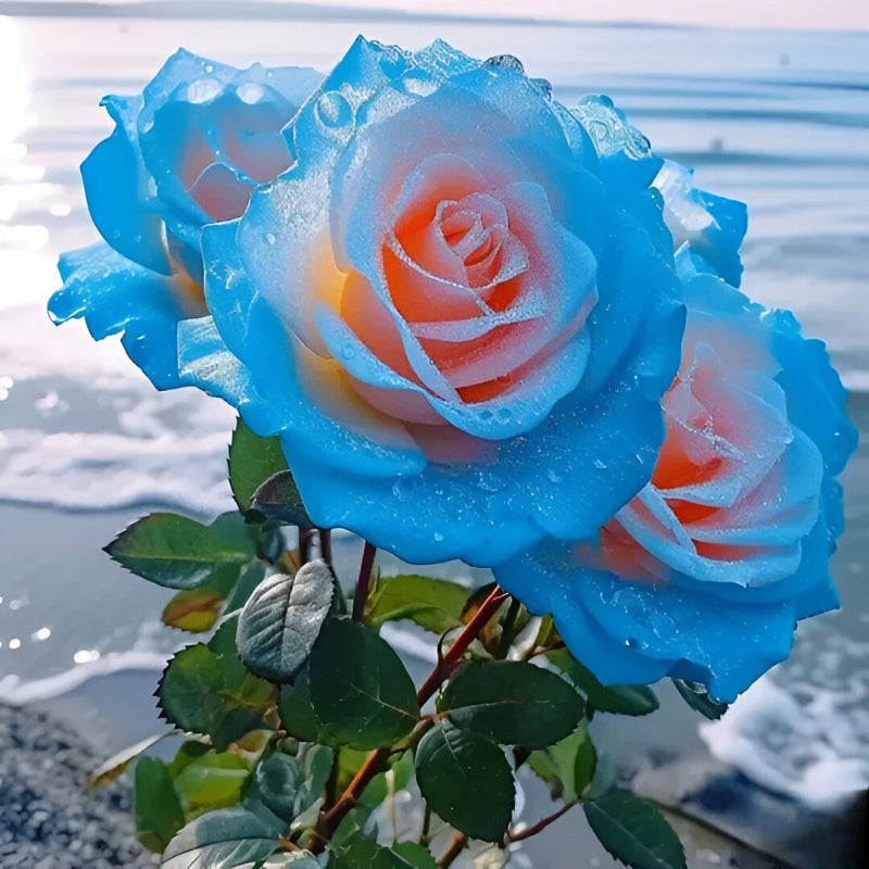 Rose Seeds For Garden Landscaping