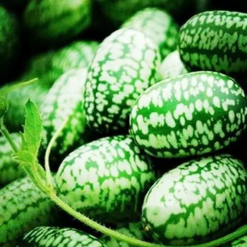 Cucamelon Seeds For Home Garden