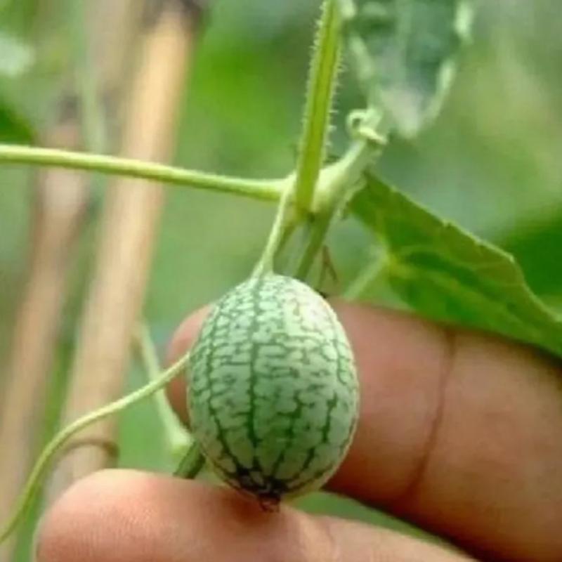 Cucamelon Seeds For Home Garden