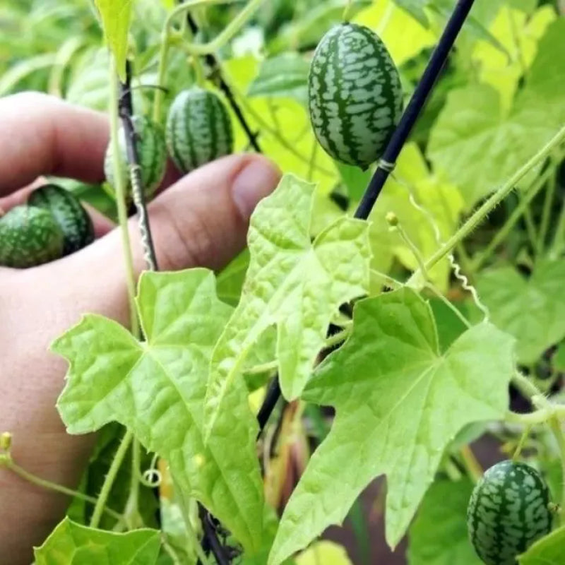 Cucamelon Seeds For Home Garden