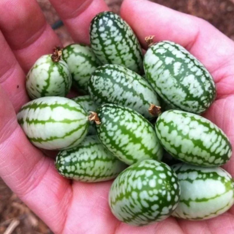 Cucamelon Seeds For Home Garden