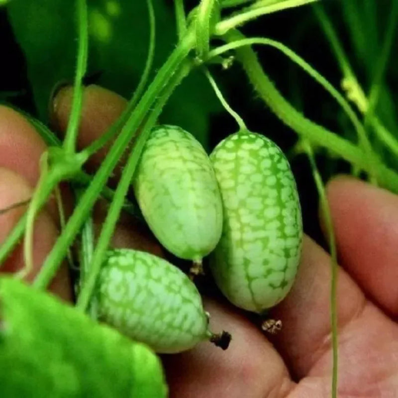 Cucamelon Seeds For Home Garden