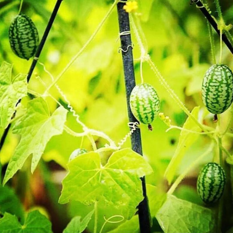 Cucamelon Seeds For Home Garden