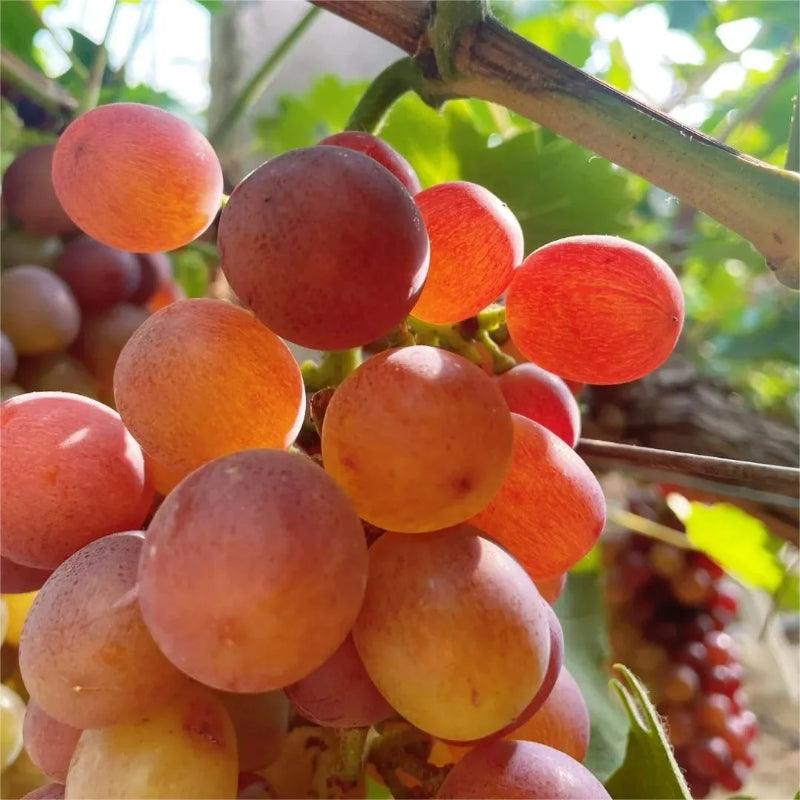 Climbing Grape Plant Seeds – Non-GMO And Homegrown Grapes