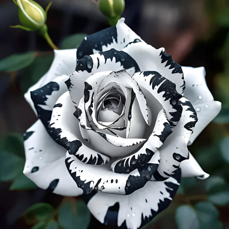Rose Seeds For Garden Landscaping