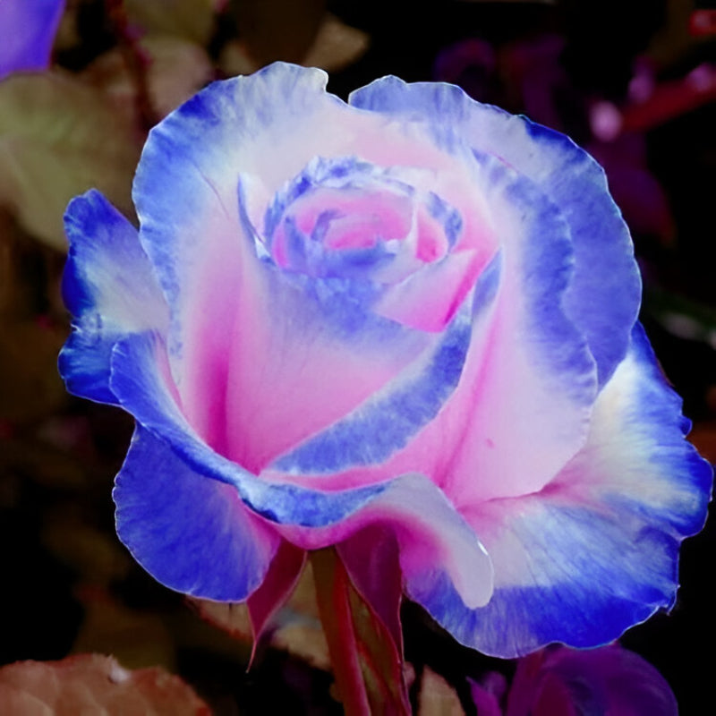 Rose Seeds For Garden Landscaping