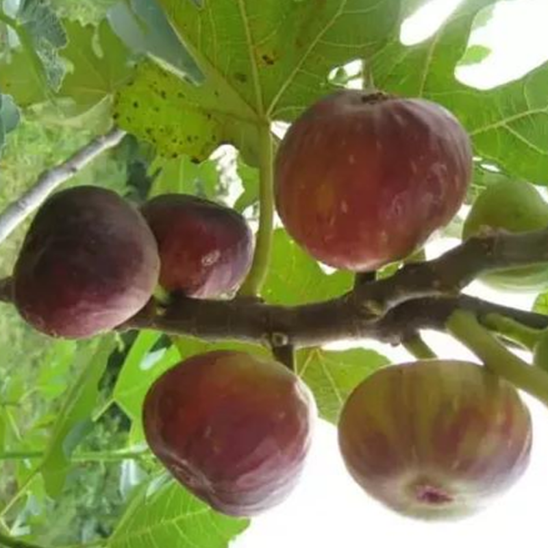 Fig Fruit Plant Seeds for Home Garden