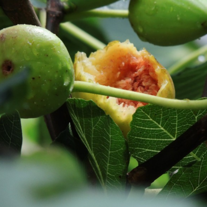 Fig Fruit Plant Seeds for Home Garden
