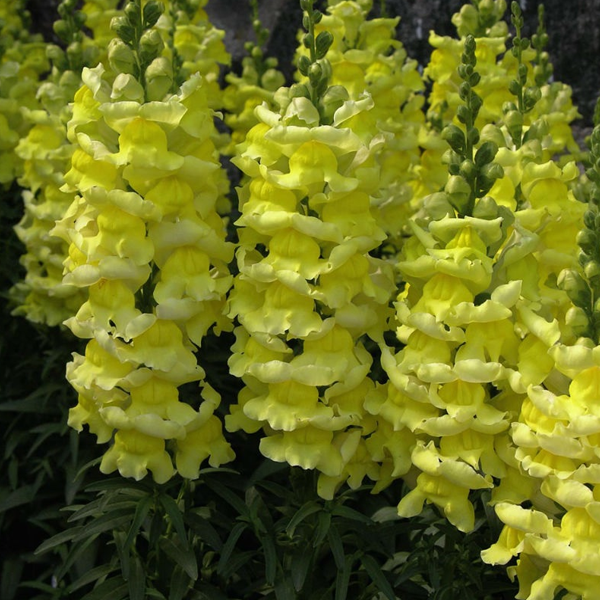 Yellow Snapdragon Flower Seeds – Mckenna Seeds