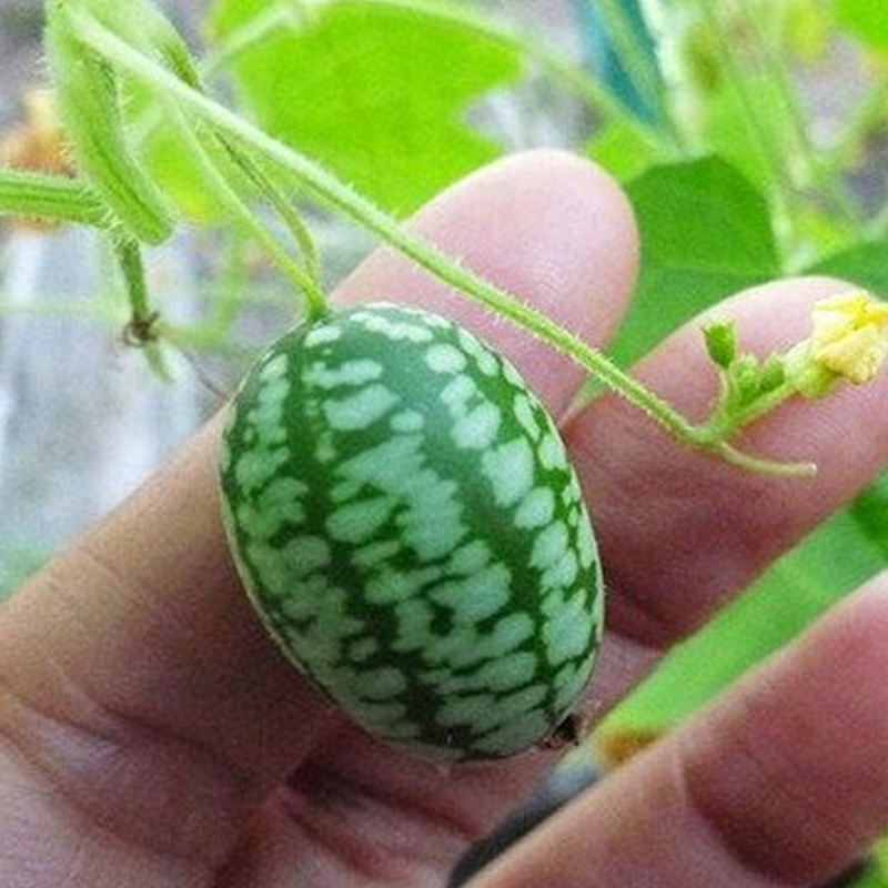 Mexican Sour Melon Seeds