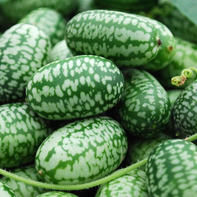 Mexican Sour Melon Seeds