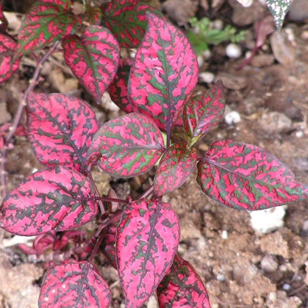 Hypoestes Polka Dot Plant Splash Rose Flower Seeds