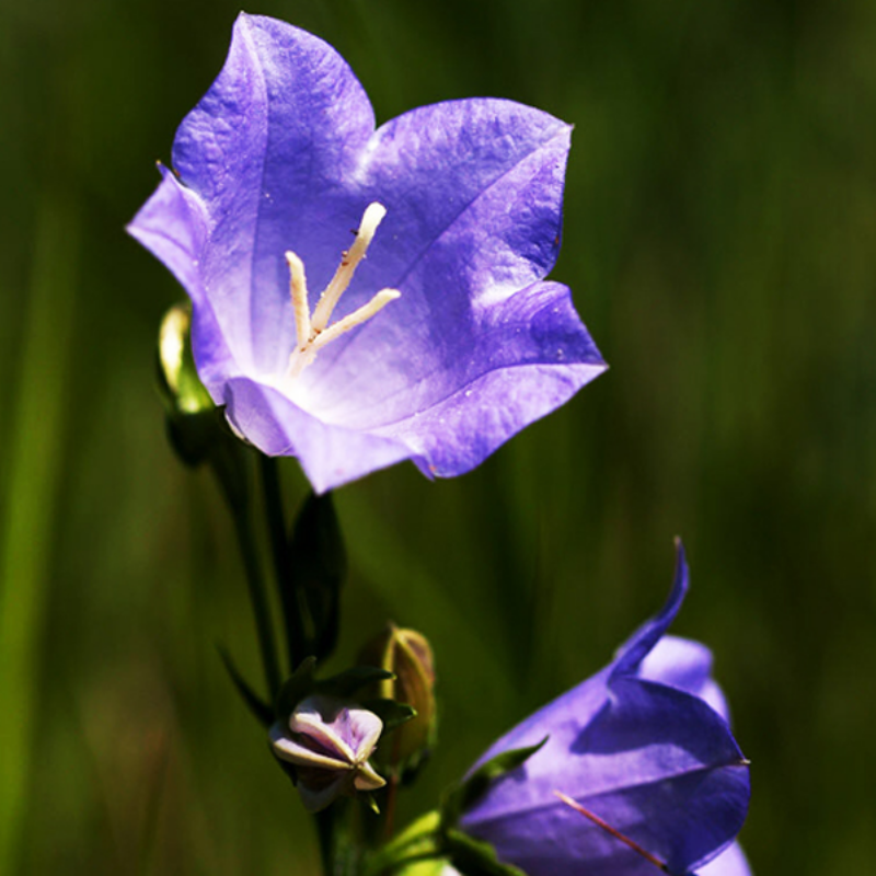 30 Pieces Striatum Bellflower Seeds