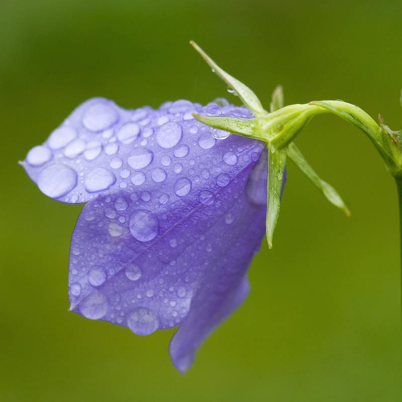 30 Pieces Striatum Bellflower Seeds