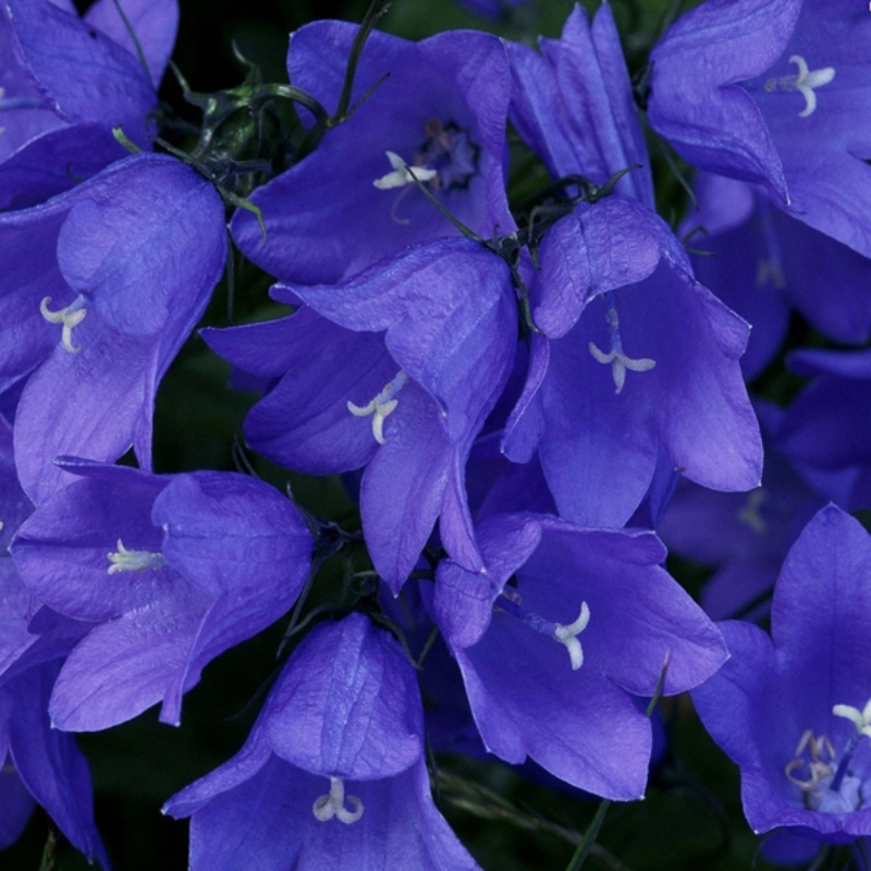 30 Pieces Striatum Bellflower Seeds